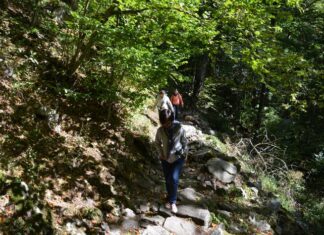 Vitosha Mountain Tour from Sofia for Nature and Panoramic Views