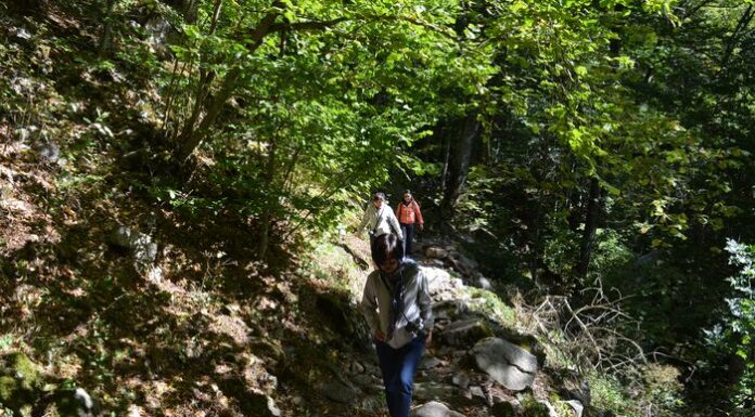 Vitosha Mountain Tour from Sofia for Nature and Panoramic Views
